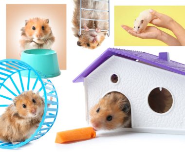 Beyaz arka planda komik hamsterların kolajı