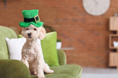 Evde yeşil şapkalı şirin bir köpek var. Aziz Patrick Günü kutlaması
