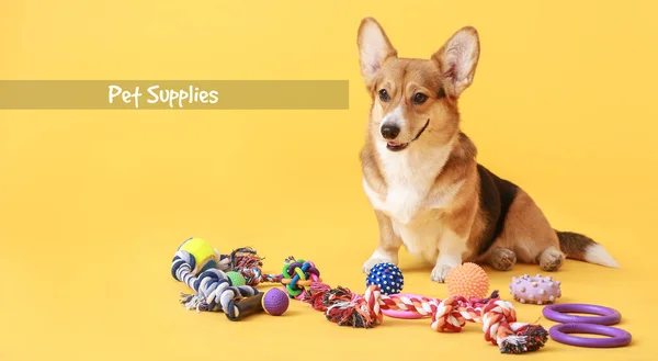 Текст Поставки Домашних Животных Милая Собака Игрушками Цветном Фоне — стоковое фото