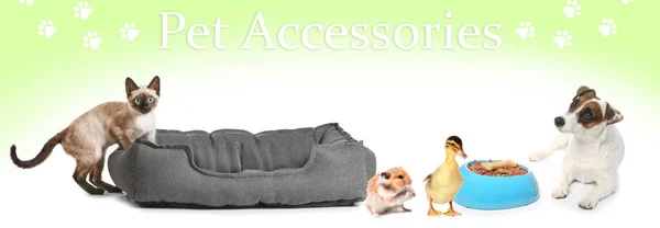 Reklamní Banner Pro Pet Příslušenství Různými Zvířaty — Stock fotografie