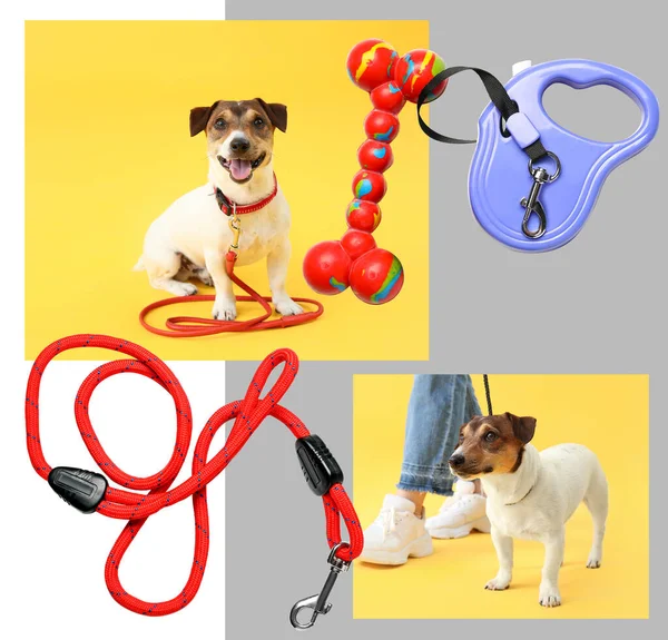 Collage Carino Jack Russel Terrier Con Accessori Animali Domestici Sfondo — Foto Stock