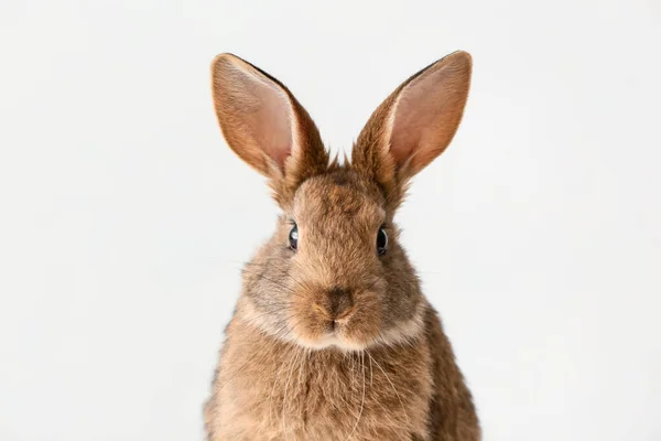 Cute Fluffy Rabbit Light Background — Stock Photo, Image