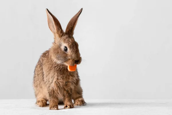 Cute Fluffy Rabbit Eating Carrot Light Background — Stock Photo, Image