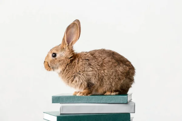 ライトバックの本でかわいいふわふわのウサギ — ストック写真