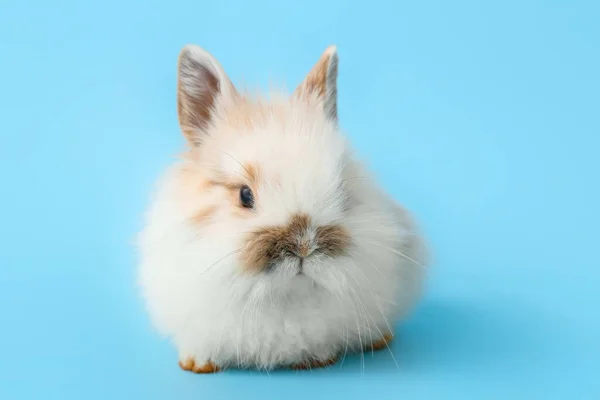 Cute Fluffy Rabbit Color Background — Stock Photo, Image