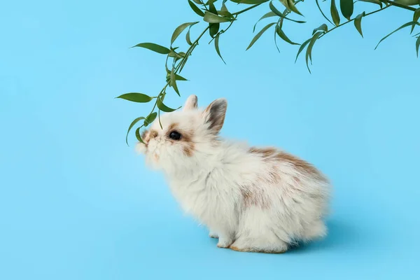 Cute Fluffy Rabbit Green Branch Color Background — Stock Photo, Image