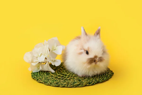 可爱的兔子和色彩艳丽的花朵背景 — 图库照片