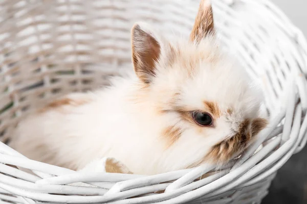 Cute Fluffy Rabbit Wicker Basket — Stock Photo, Image