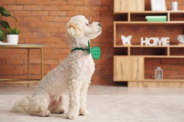 Cão Bonito Com Gravata Verde Casa Celebração Dia São Patrício — Fotografia de Stock