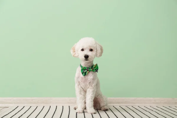 Roztomilý Pes Zelenou Motýlkem Barevné Stěny Oslava Svatého Patrika — Stock fotografie