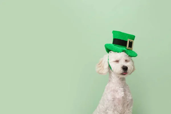 Cute Dog Green Hat Color Background Patrick Day Celebration — Stock Photo, Image