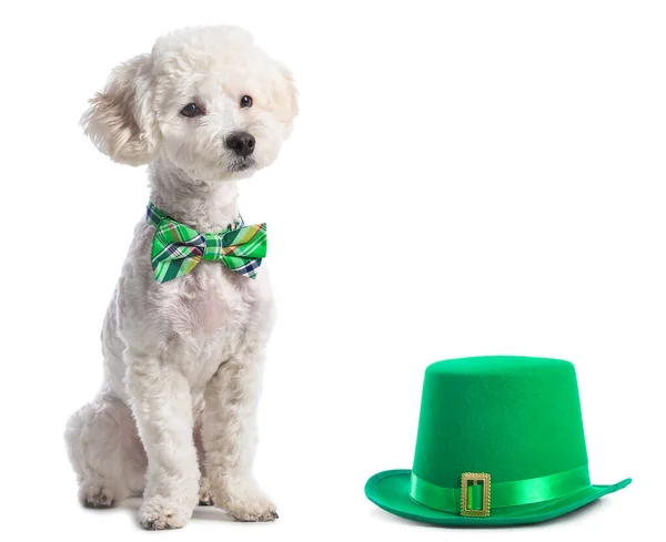 Cute Dog Green Bowtie Hat White Background Patrick Day Celebration — Stock Photo, Image