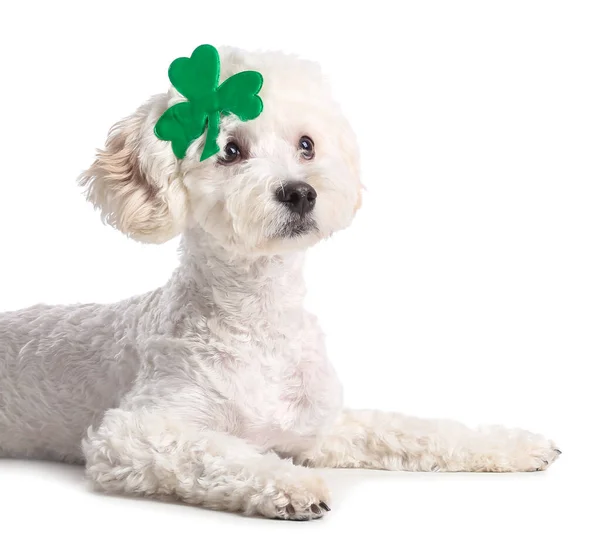 Cute Dog Clover Leaf White Background Patrick Day Celebration — Stock Photo, Image