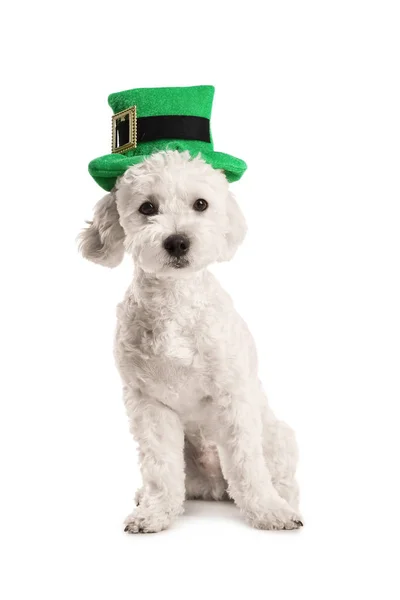 Cute Dog Green Hat White Background Patrick Day Celebration — Stock Photo, Image