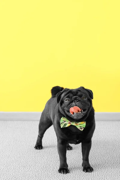 Lindo Perro Con Corbata Verde Cerca Pared Color Celebración Del — Foto de Stock
