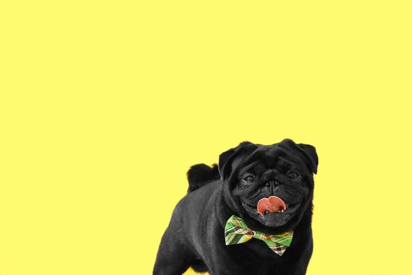 Cão Bonito Com Laço Verde Fundo Cor Celebração Dia São — Fotografia de Stock