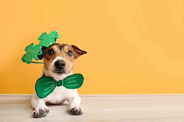 Cute Dog Green Bowtie Eyeglasses Color Wall Patrick Day Celebration — Stock Photo, Image