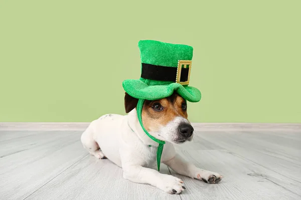 Cute Dog Green Hat Color Wall Patrick Day Celebration — Stock Photo, Image