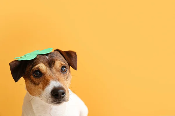 Cute Dog Clover Leaf Color Background Patrick Day Celebration — Stock Photo, Image