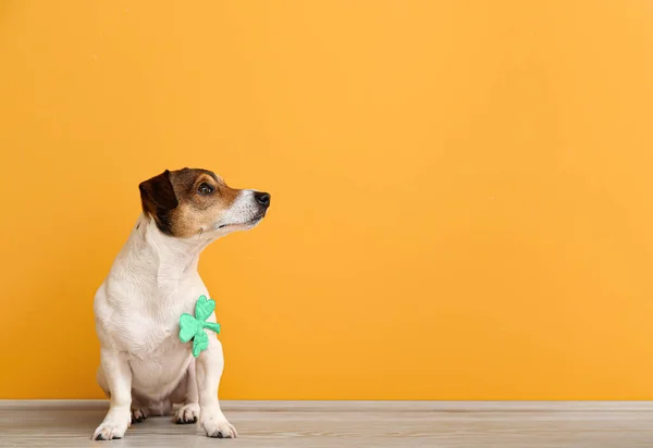 Cute Dog Clover Leaf Color Wall Patrick Day Celebration — Stock Photo, Image