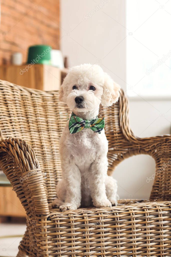 Cute dog with green bowtie at home. St. Patrick's Day celebration