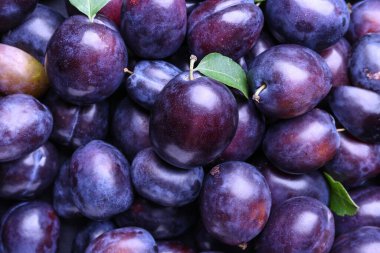 Arkaplan olarak birçok olgun erik