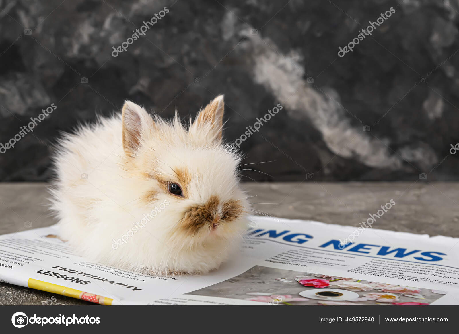 Cute Fluffy Rabbit Newspaper Table Stock Photo by ©serezniy 449572940