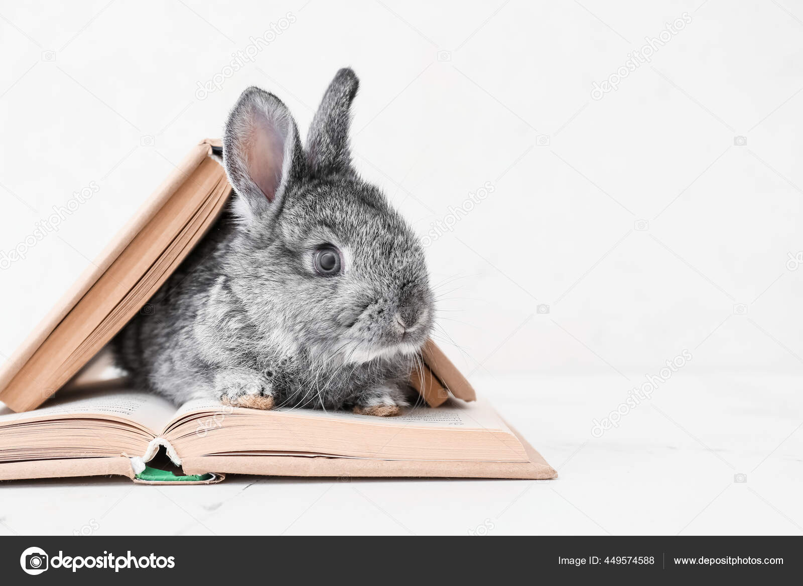 Funny rabbit Stock Photos, Royalty Free Funny rabbit Images | Depositphotos Funny rabbit Stock Photos, Royalty Free Funny rabbit Images | Depositphotos