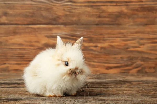 Söt Fluffig Kanin Trä Bakgrund — Stockfoto