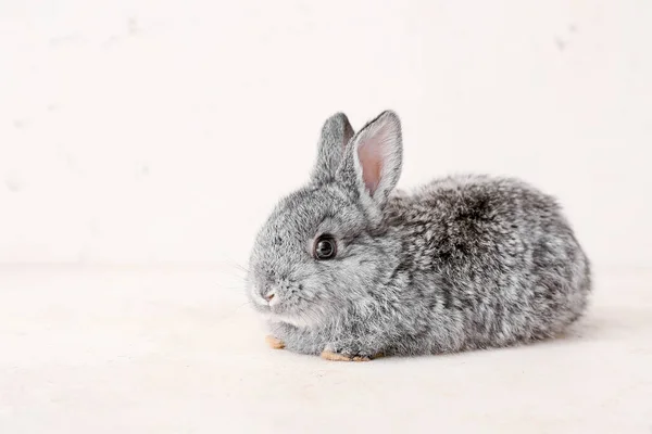 Nettes Lustiges Kaninchen Auf Hellem Hintergrund — Stockfoto