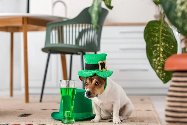 Cute Dog Green Hats Glass Beer Home Patrick Day Celebration — Stock Photo, Image