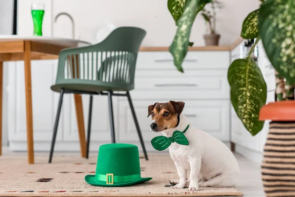 Cute Dog Green Bowtie Hat Home Patrick Day Celebration — Stock Photo, Image