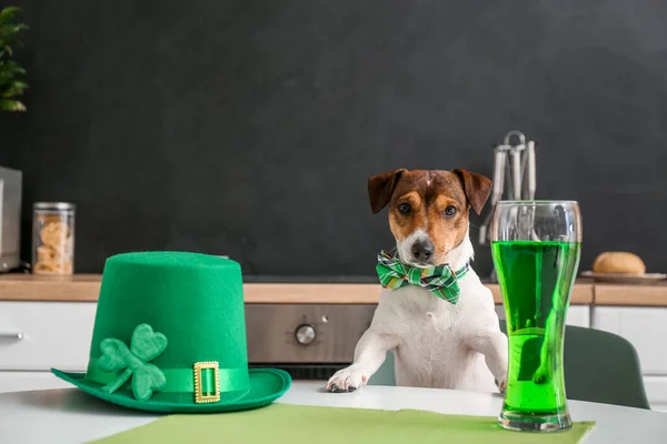 Lindo Perro Con Sombrero Verde Vaso Cerveza Casa Celebración Del —  Fotos de Stock