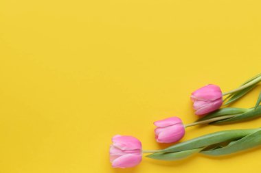 Renkli arkaplanda güzel çiçekler