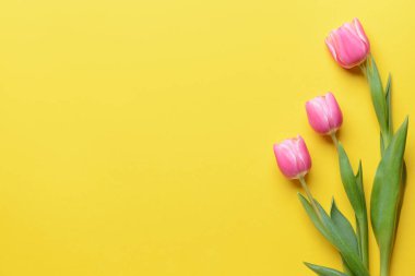 Renkli arkaplanda güzel çiçekler