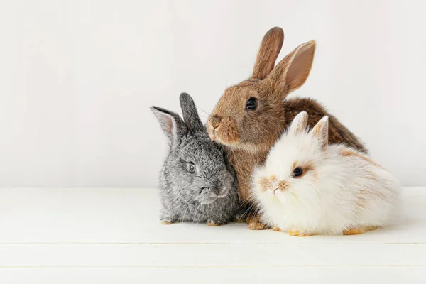 Cute Funny Rabbits Light Background — Stock Photo, Image