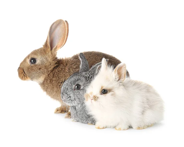 Lapins Drôles Mignons Sur Fond Blanc — Photo