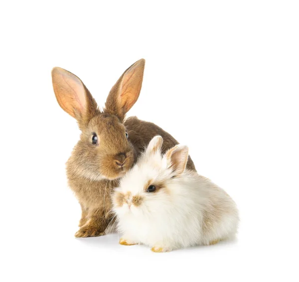 Lapins Drôles Mignons Sur Fond Blanc — Photo