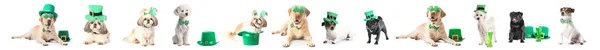 Different Cute Dogs Party Decor White Background Patrick Day Celebration — Stock Photo, Image