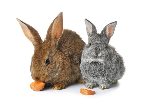 Lapins Drôles Mignons Sur Fond Blanc — Photo