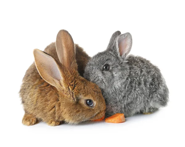 Lapins Drôles Mignons Sur Fond Blanc — Photo