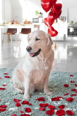 Evdeki sevimli köpek. Sevgililer Günü kutlaması