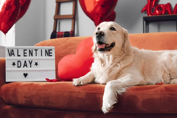 Cute Dog Red Heart Lying Sofa Valentine Day Celebration — Stock Photo, Image