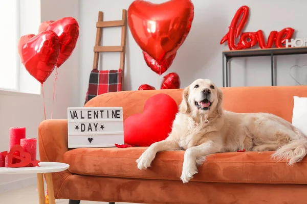 Cute Dog Red Heart Lying Sofa Valentine Day Celebration — Stock Photo, Image