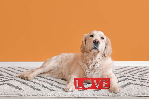 Cute Dog Color Wall Valentine Day Celebration — Stock Photo, Image