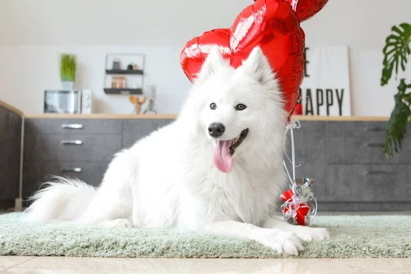 Cute Samoyed Dog Balloons Home Valentine Day Celebration — Stock Photo, Image