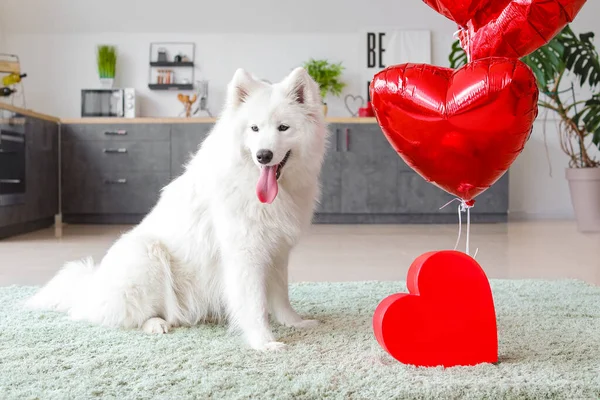 Cute Samoyed Dog Balloons Gift Home Valentine Day Celebration — Stock Photo, Image