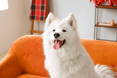 Evdeki kanepede sevimli Samoyed köpeği.