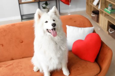 Evdeki kanepede sevimli Samoyed köpeği. Sevgililer Günü kutlaması