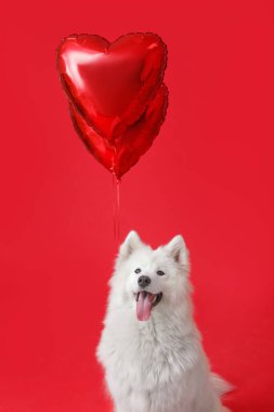Renkli balonları olan şirin Samoyed köpeği. Sevgililer Günü kutlaması